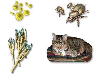 Picture of 4 common allergens