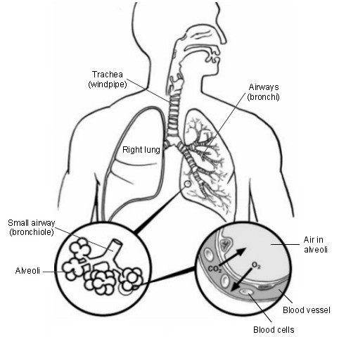 Breathing Cross Section of Lung